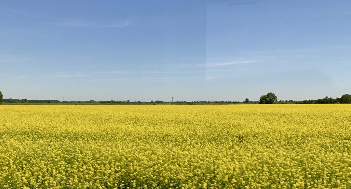 Ukraine wheat field under blue sky.jpg