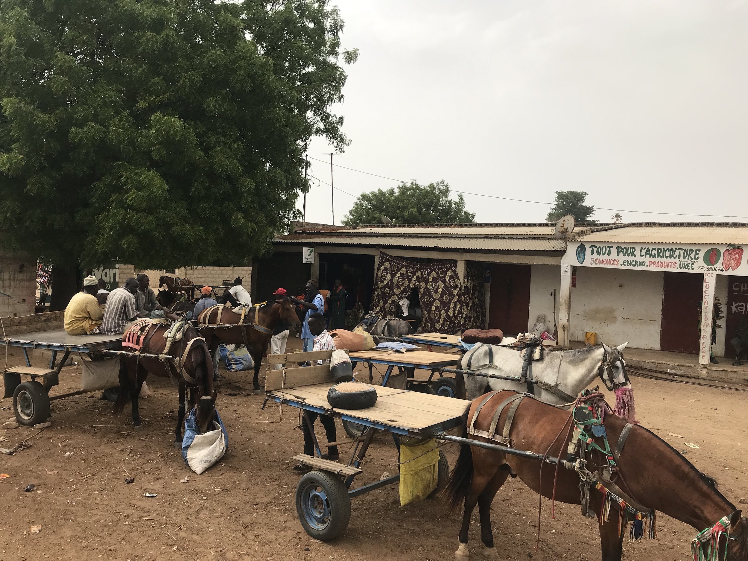 A market scene with several horses hitched to carts, people gathered around, and a building with a sign that reads 'Tout Pour L'Agriculture'.