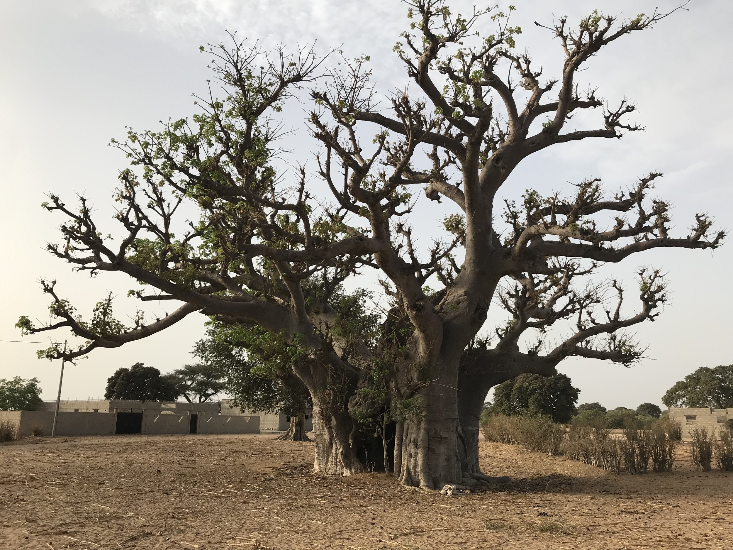 A large, leafless tree with a thick trunk in an open area, with a few small green leaves starting to grow on some branches. There are other trees and buildings in the background, and a cloudy sky overhead.