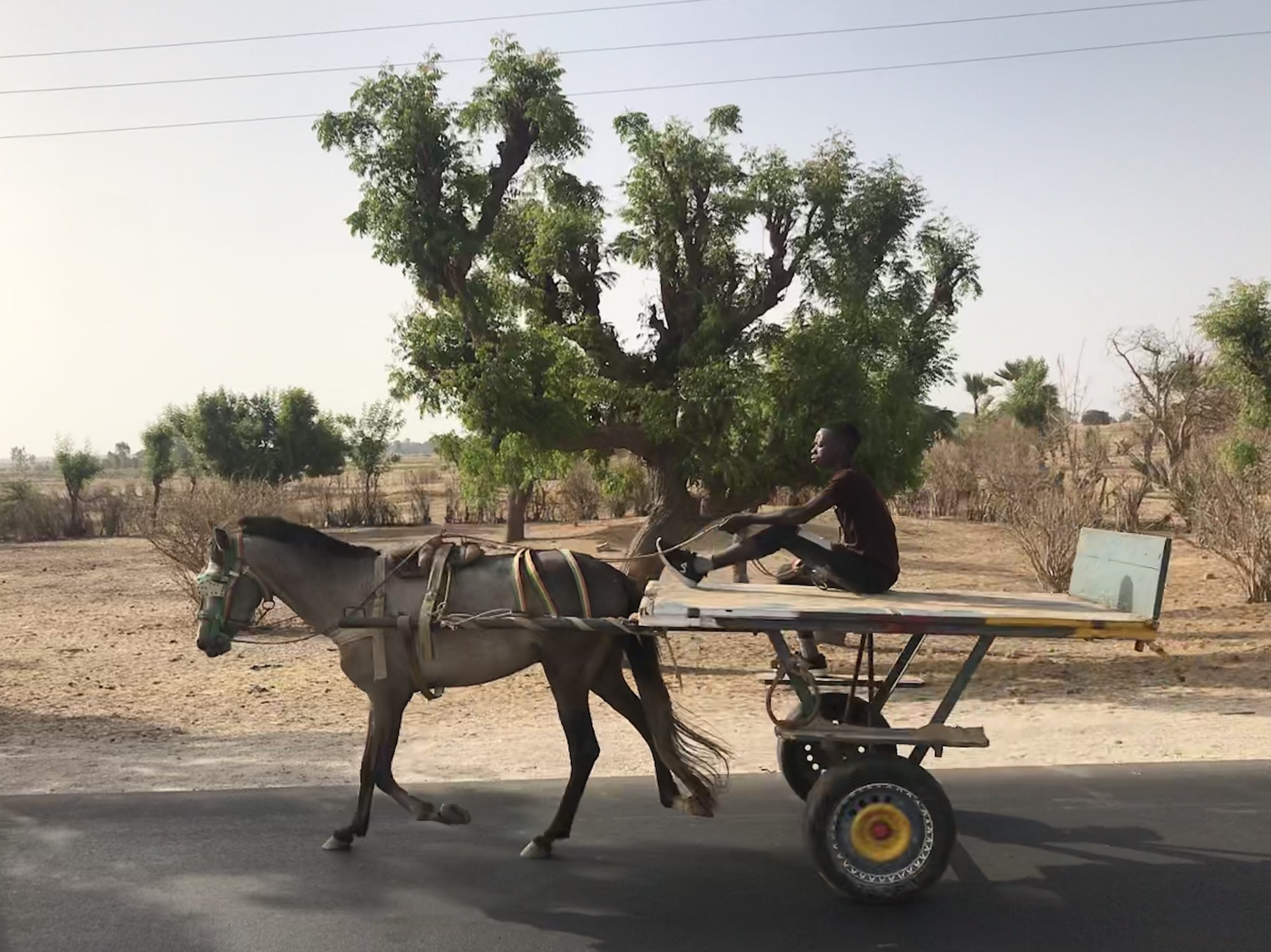 A man riding a horse-drawn cart in Africa along a rural road with trees and open land in the background.