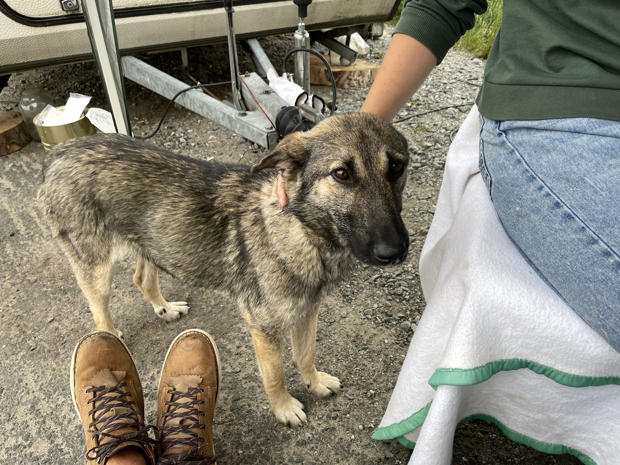 Person wearing brown boots and jeans standing on gravel, with a large, brindle-colored dog next to them. The dog is near a person dressed in a green hoodie and white apron. In the background, there is a boat, some wooden logs, and various supplies.